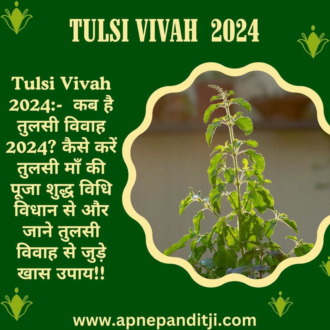 Tulsi Vivah 2024 कब है तुलसी विवाह 2024? कैसे करें तुलसी माँ की पूजा